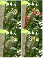 How does a woodpecker work? An impact dynamics approach
