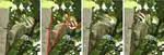 How does a woodpecker work? An impact dynamics approach