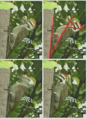 Brain response contours during the woodpecker pecking process.