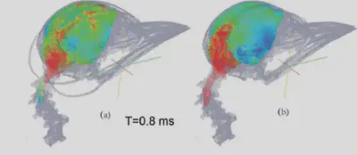 Micro-CT reconstruction of the woodpecker head.