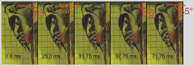 High-speed camera frames of the woodpecker pecking process.