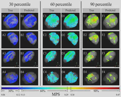 Predicted whole-brain strain fields from the deep learning head model.