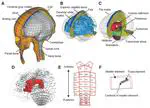 Toward a Comprehensive Delineation of White Matter Tract-Related Deformation