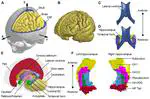 The Presence of the Temporal Horn Exacerbates the Vulnerability of Hippocampus During Head Impacts