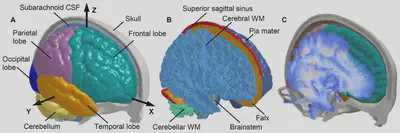 Brain strain rate response under experimental and computational loading conditions.